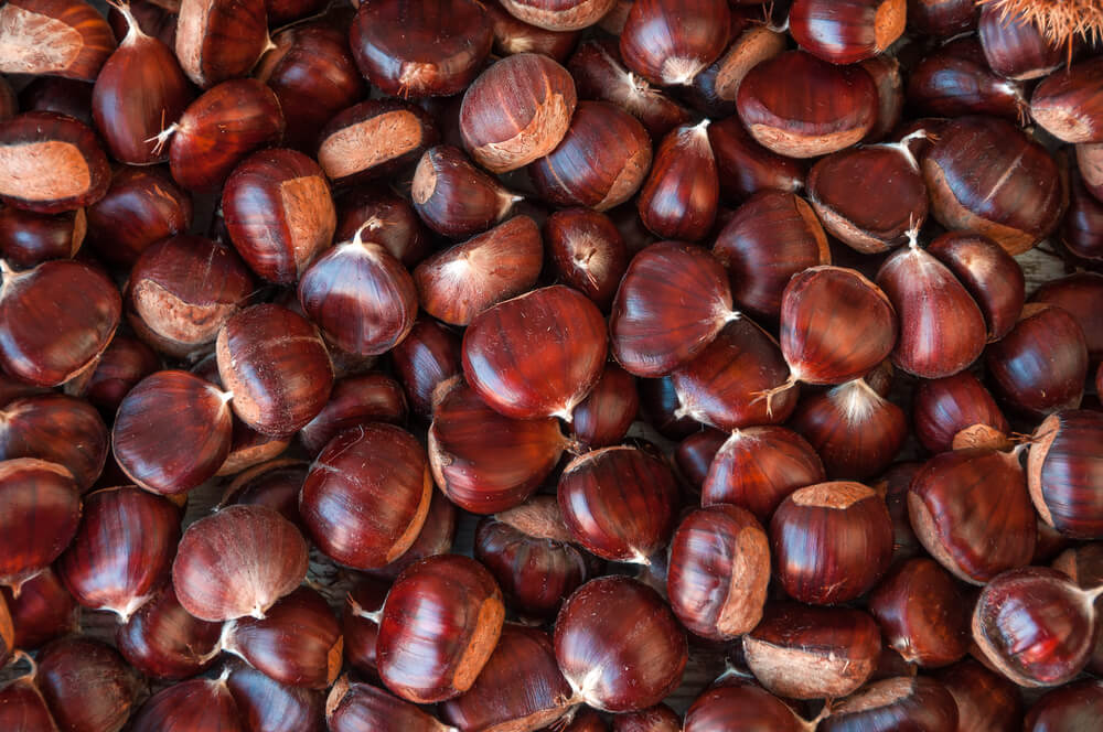 The Great American Chestnut Tree Revival Modern Farmer
