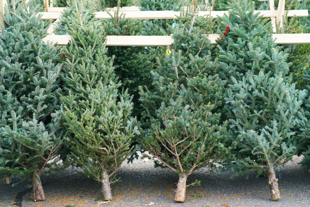 The Great Recession Is Still Hurting the Christmas Tree Industry