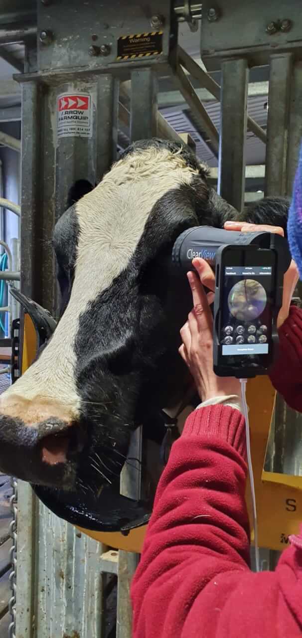 Facial Recognition Technology Could Improve Livestock Health Modern
