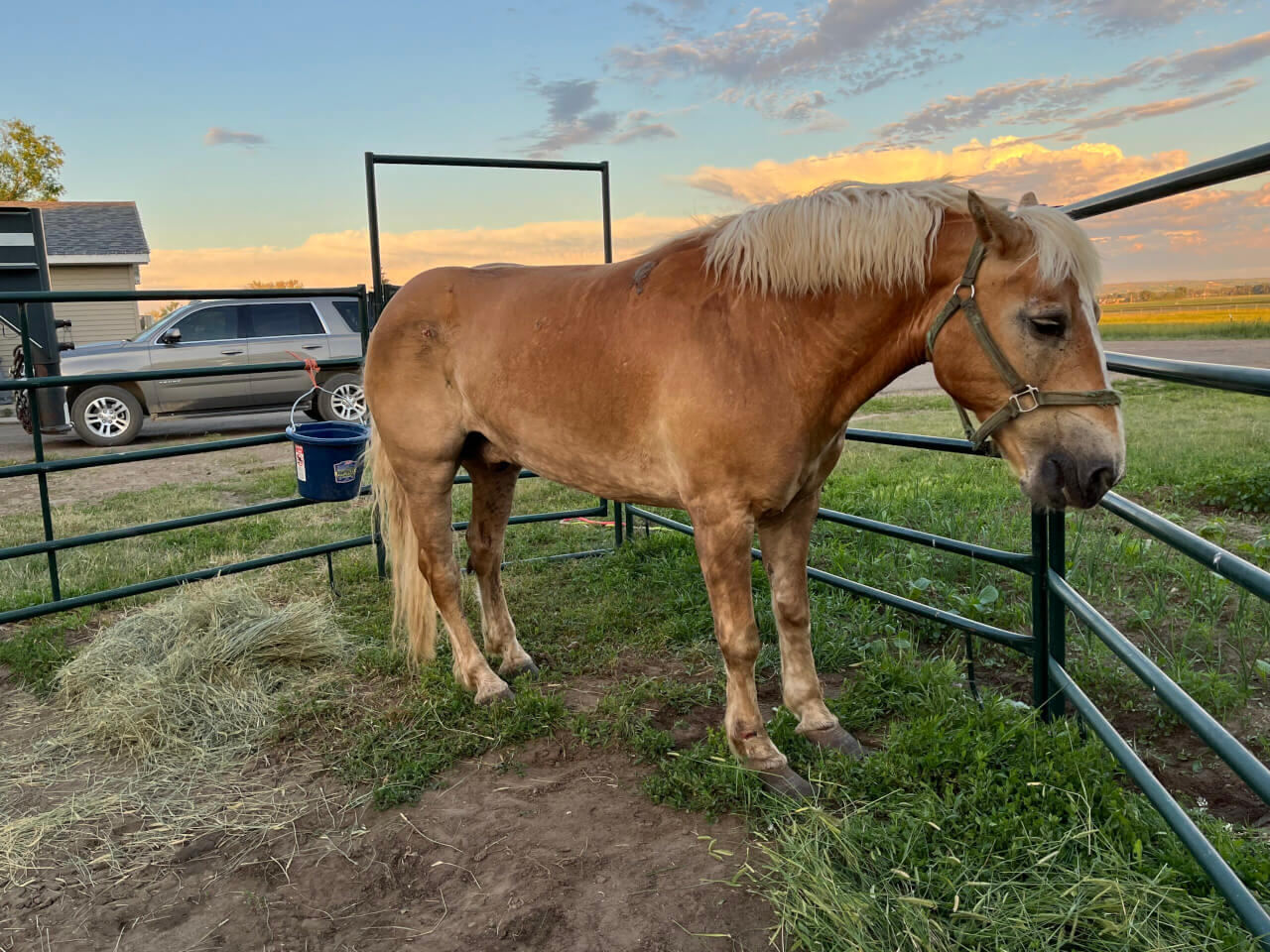 Kill Pen Scammers are Preying on Horse Lovers Modern Farmer