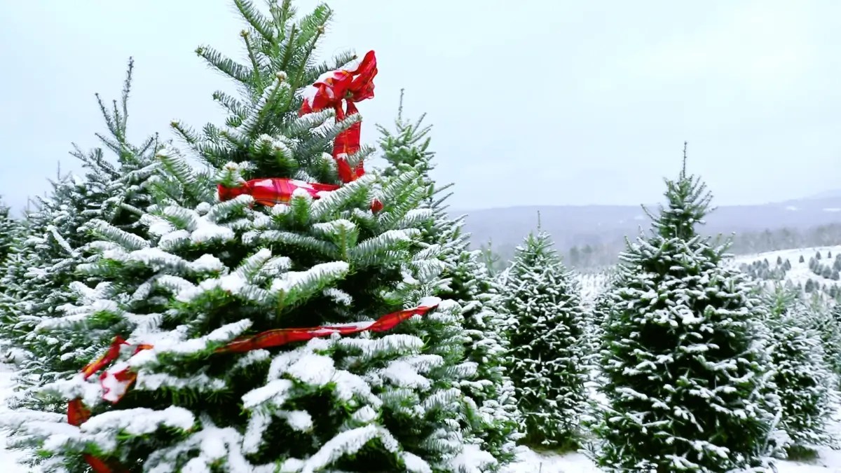 Climate Change is Coming for Christmas Trees. Can They Be Saved