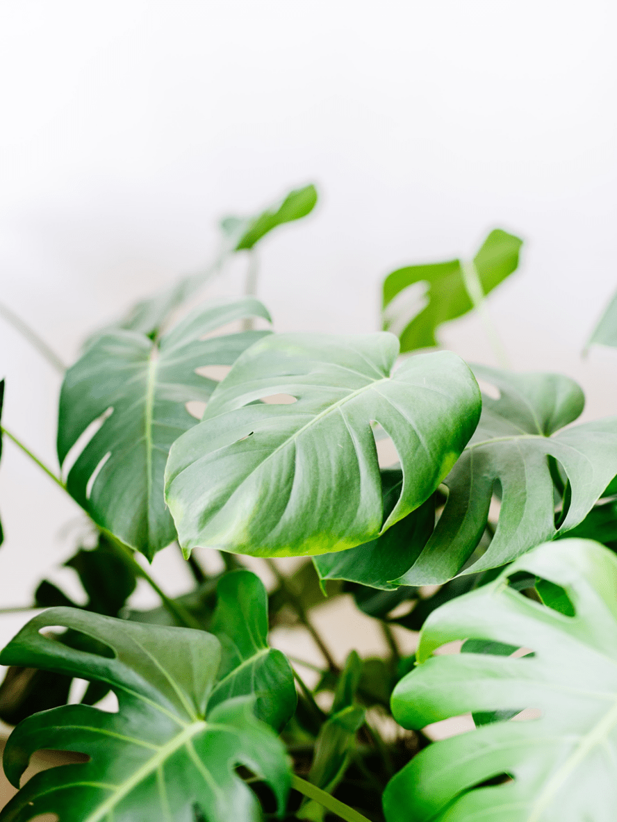 Basic Houseplant Care — Part 1 Lighting Modern Foliage Designs