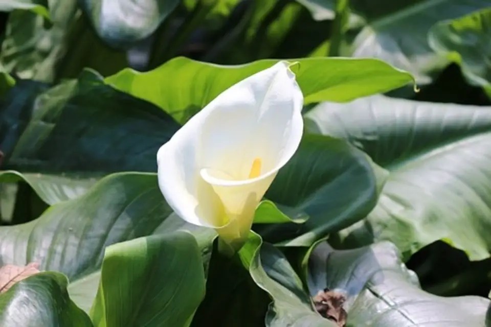 Calla Lily Care after Blooming + How to make Calla Lilies Bloom