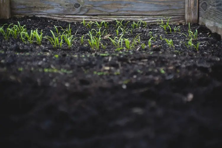 Basalt Vs Azomite Which Is The Best Rock Dust Modern Gardening Tips