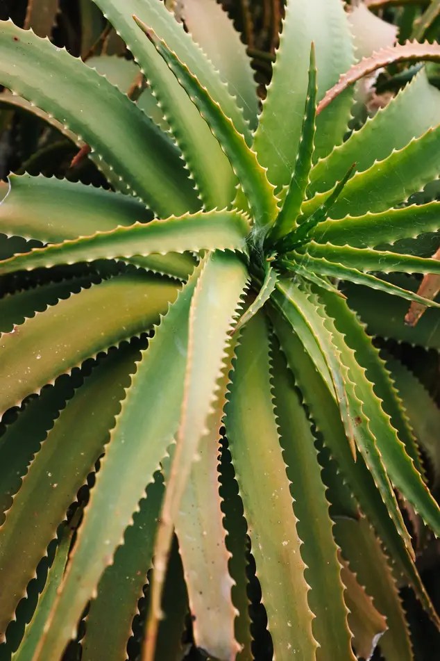 7 Successful Remedies to Fix Aloe Vera Plant Root Rot Modern