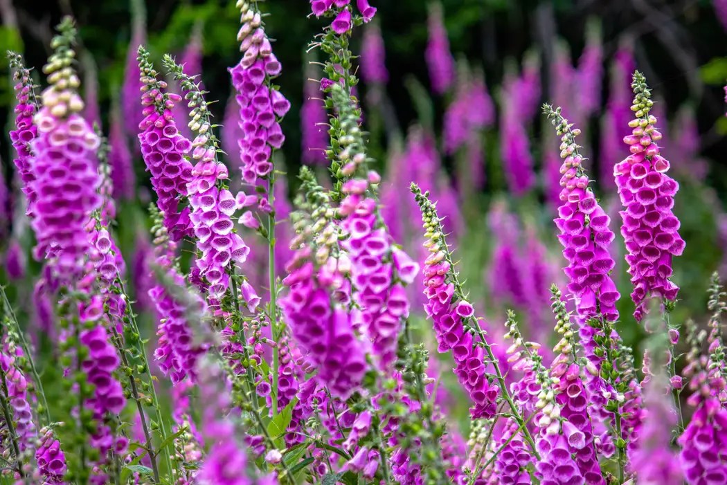 Are Foxgloves Poisonous to Touch and Why You Should Be Careful Modern