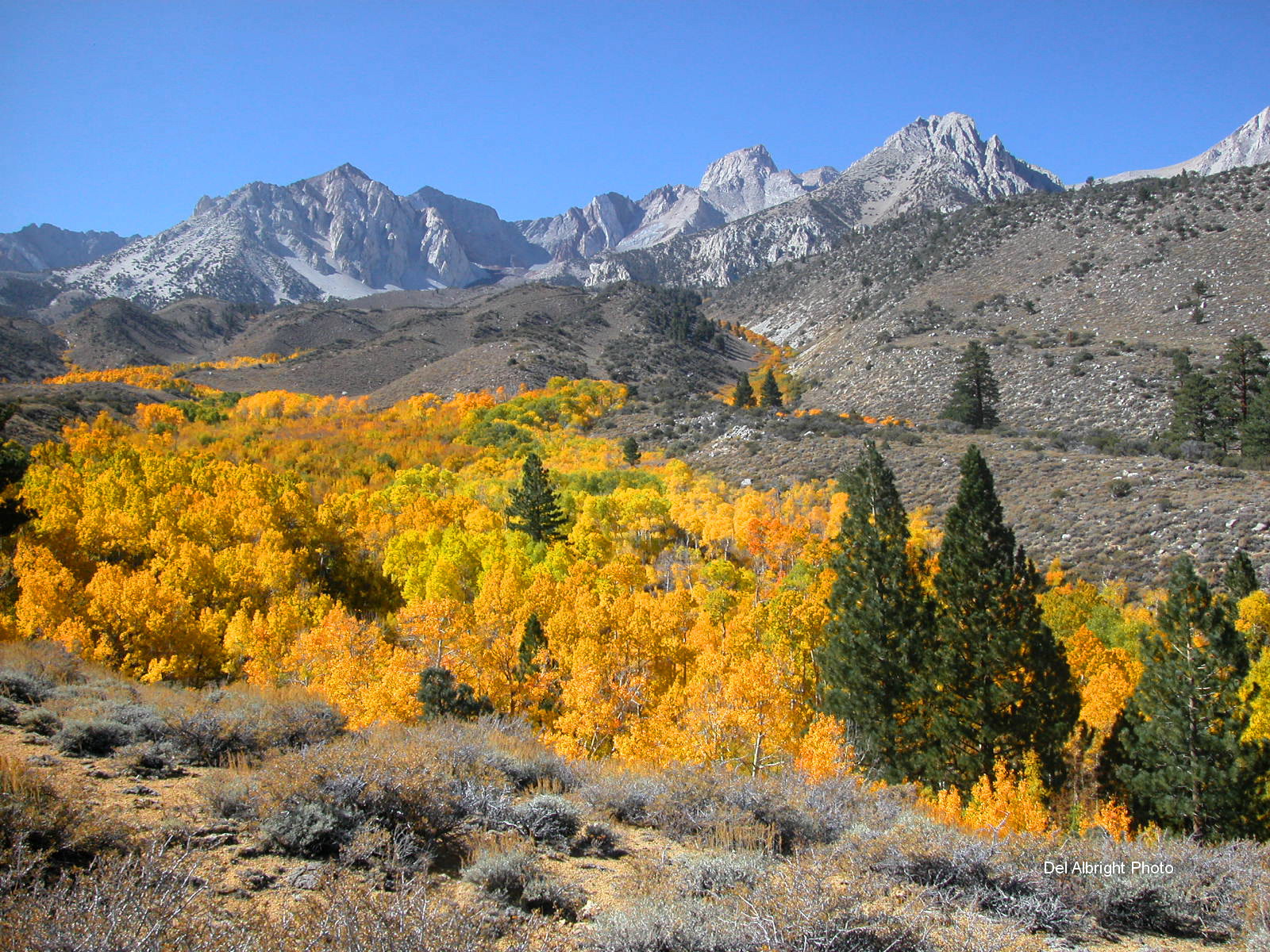 Eastern Sierra Fall Colors 2023
