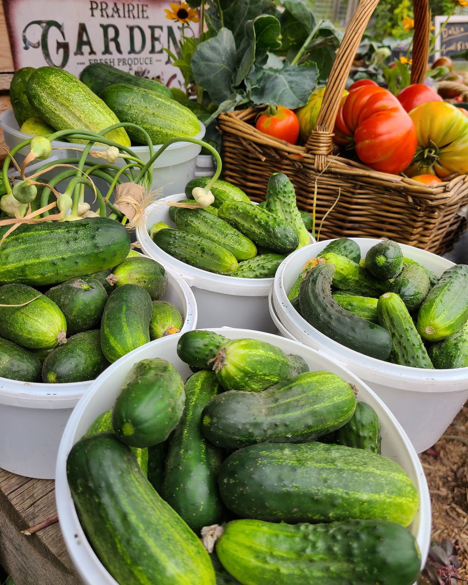 Top 10 UPick Farms In and Around Edmonton Modern Mama