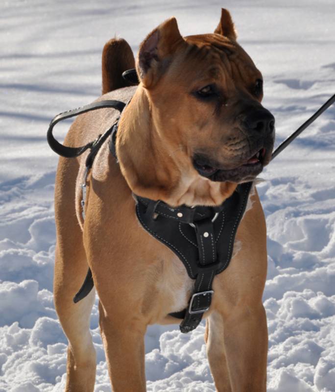 Take Note ... Of The Cane Corso | Modern Molosser 800_x_684_jpg