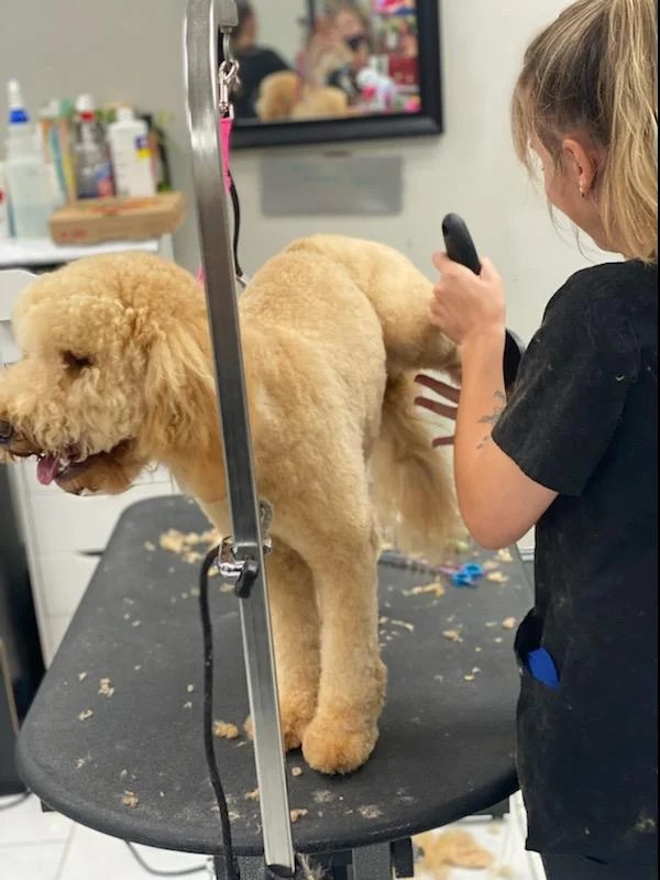Grooming School a Pet Groomer Modern Pet Salon