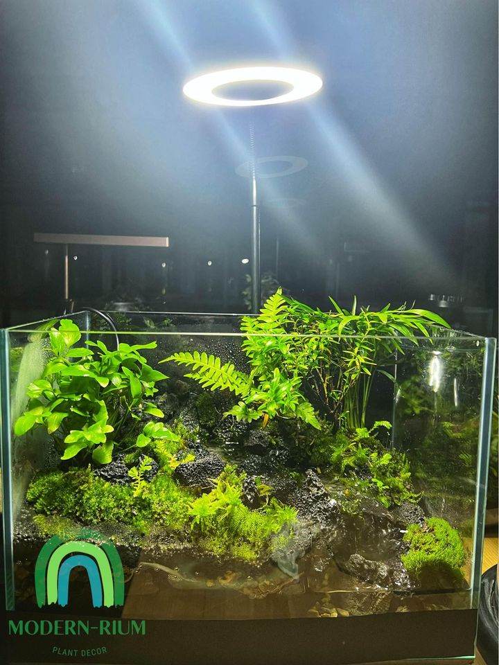 Aqua Terrarium Tank Stream Style modernrium