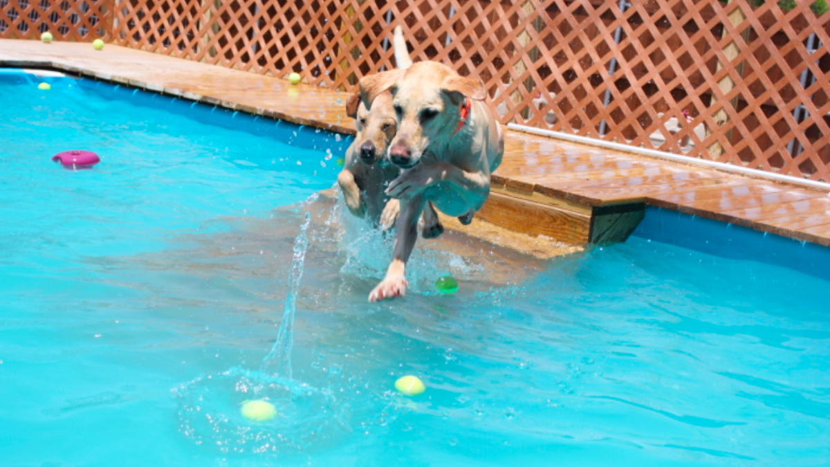 The Best Dog Daycares in Waco, Texas Modern Texas Living