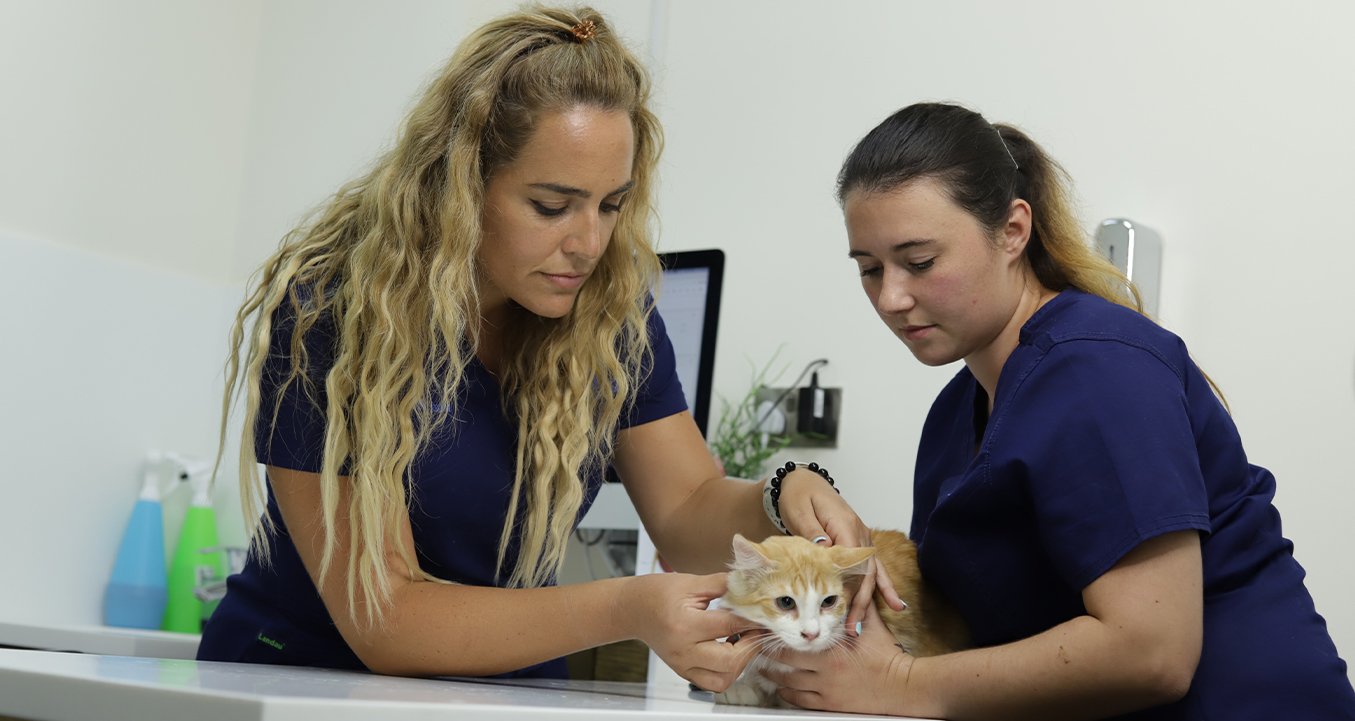 Dermatology Veterinary Clinic in Dubai. Dog & Cat Dermatology vet 24/7. — Modern Vet