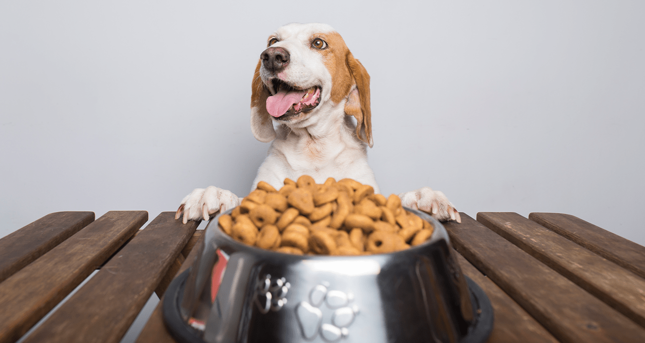 Pet Food Delivery Service in Dubai. Online Delivery of Pet Food 24/7