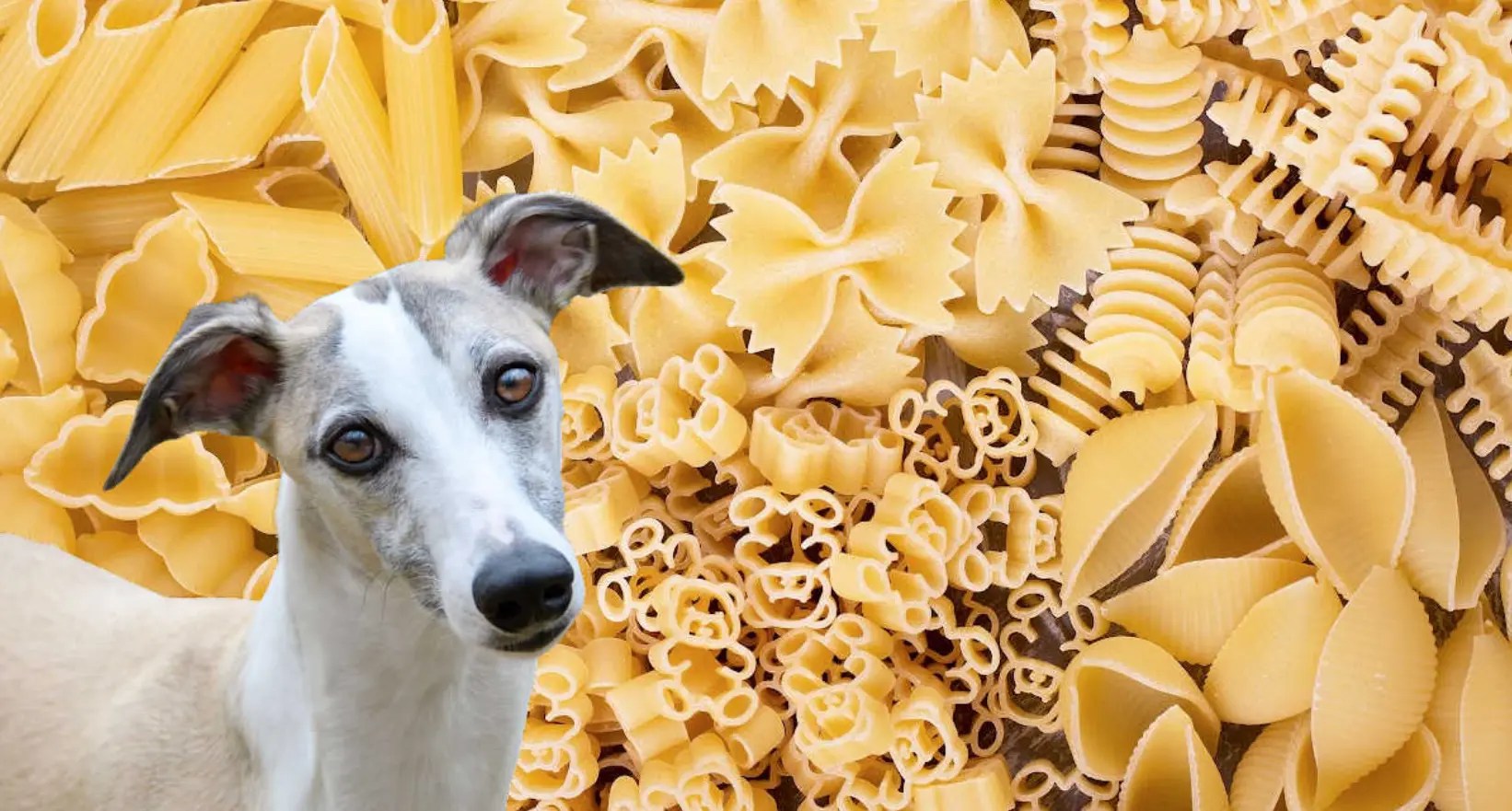 Can Dogs Eat Raw Pasta? — Modern Vet