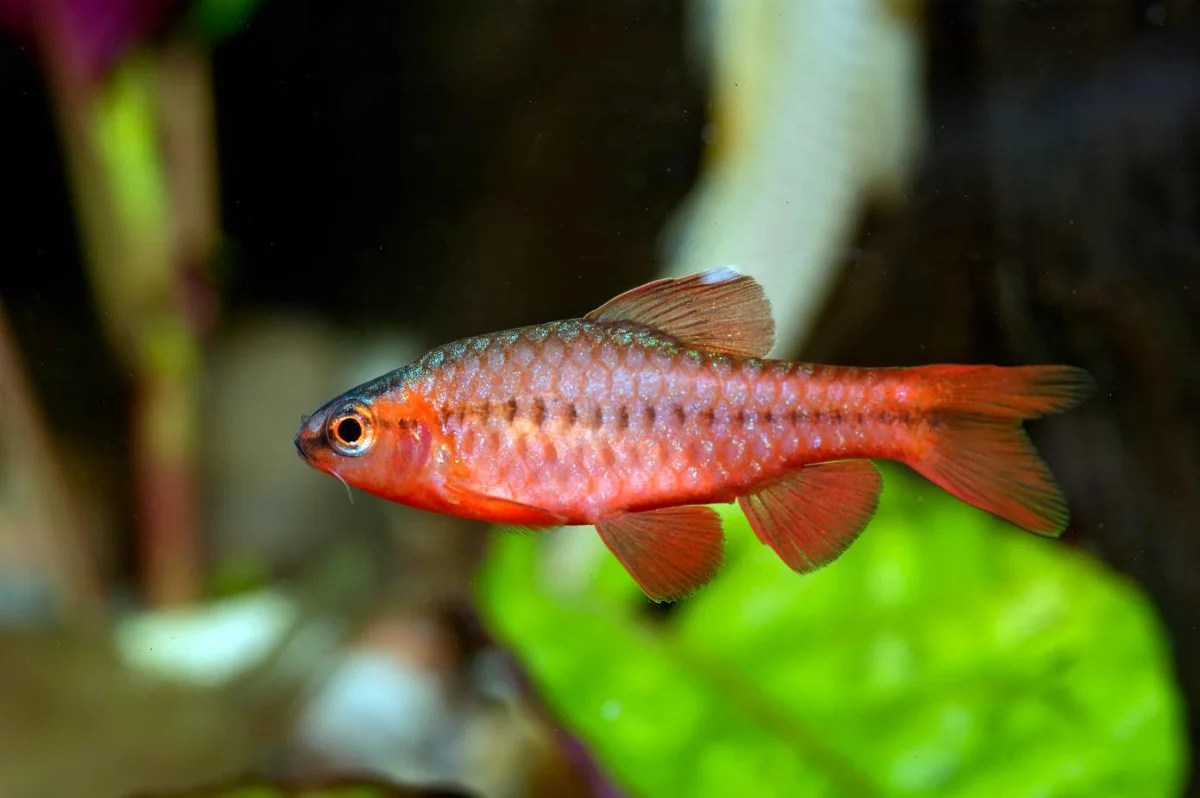 30 Coolest Most Colorful Freshwater Fish For Your Aquarium