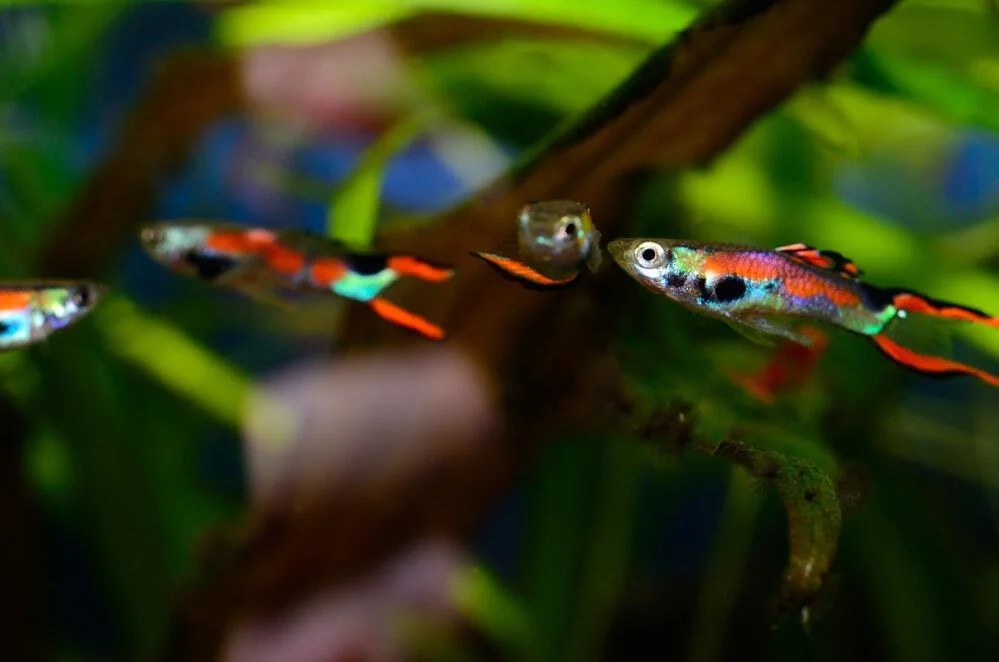 30 Coolest Most Colorful Freshwater Fish For Your Aquarium
