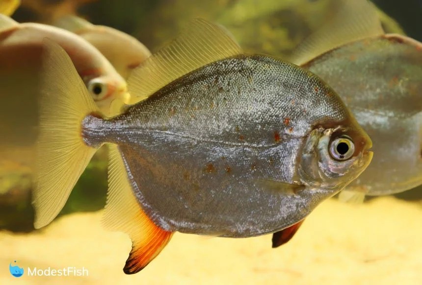 Silver Dollar Fish Care Guide & Tank Setup