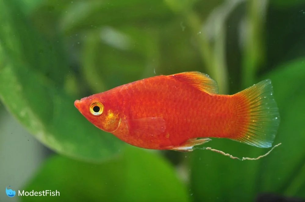 Platy Fish Expert Care Guide & Tank Set Up For Beginners