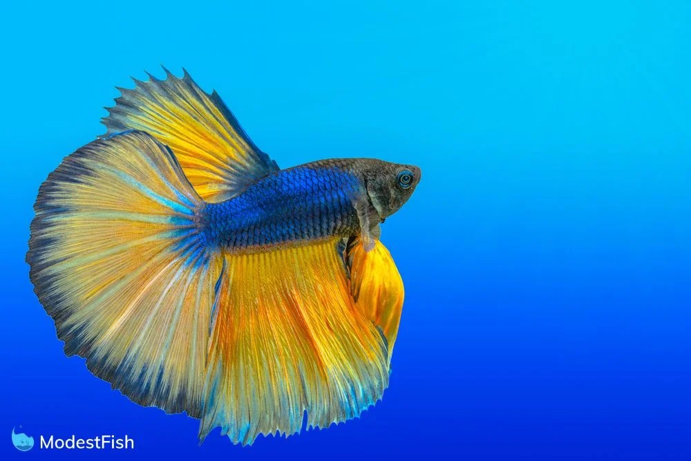 Betta Fish Facts You'll Love To Share