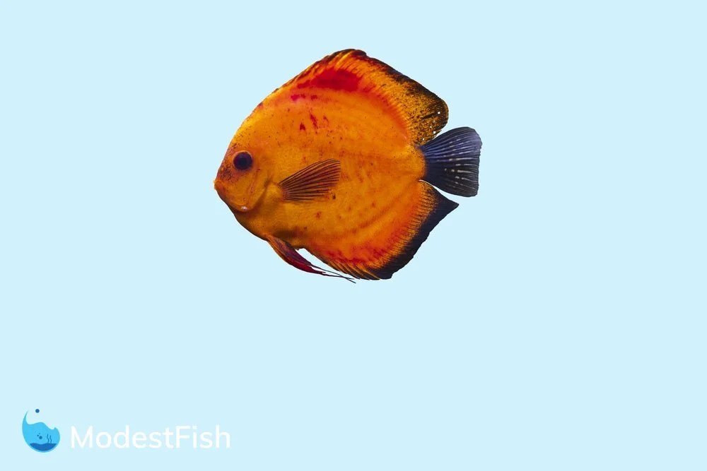 Discus Fish Types Which One Will You Pick? (With Pictures)