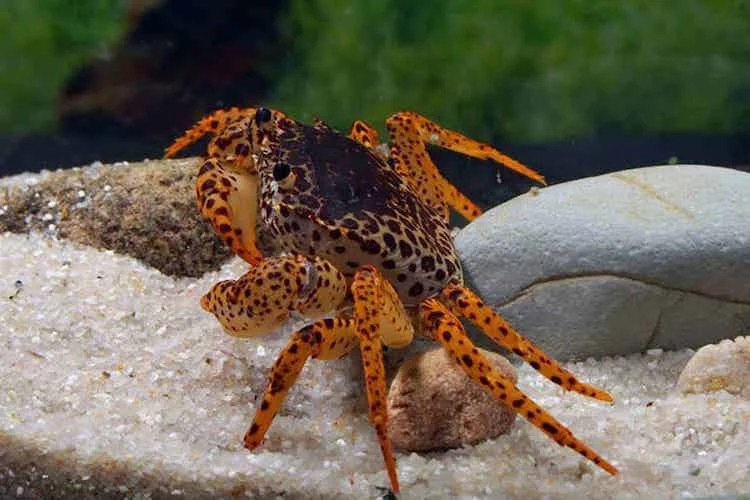 Freshwater Aquarium Crabs