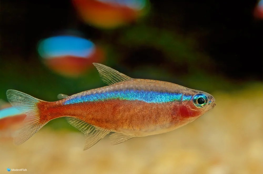 Cardinal Tetra Expert Care & Tank Set Up Guide For Beginners