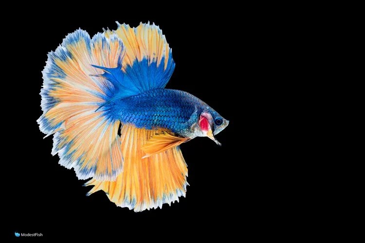 How To Acclimate Betta Fish (A Matter Of Debate)