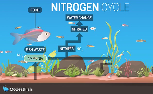 The Nitrogen Cycle Simple Step by Step Guide For Beginners