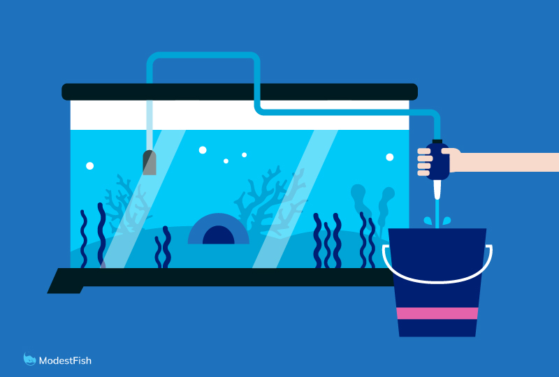 When To Do First Water Change In New Aquarium Aquarium Views