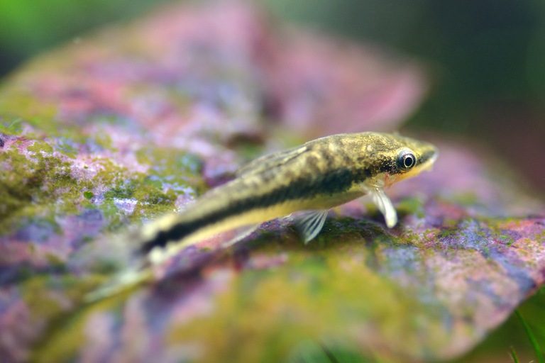 Otocinclus Care Sheet Expert Guide to Healthy & Happy Otos