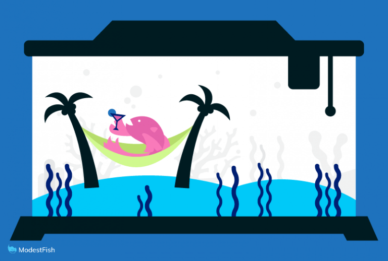 Best Toys & Decorations For Betta Fish Reviewed 2020 Guide