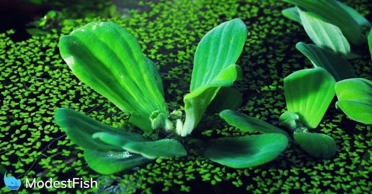 Beginner Floating Aquarium Plants 9 Best Floating