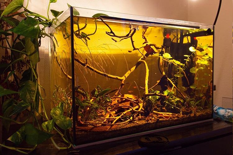 Cloudy Fish Tank Causes And How To Fix It For Crystal Clear Aquarium