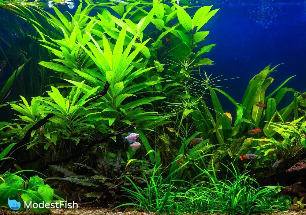10 Best Aquarium Plant Fertilizer Types & How to Choose (2021 Reviews)
