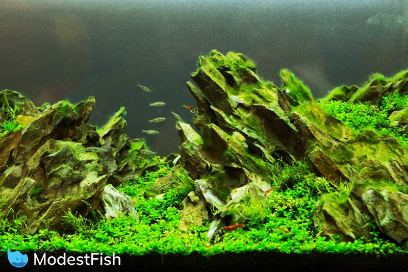 Small Ground Cover Aquarium Plants ground cover good