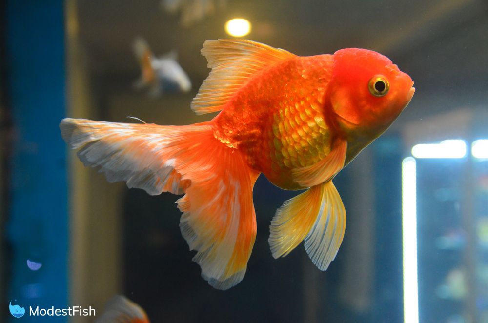 Incredible Fish Starts With C References » start.cryptobrain.info