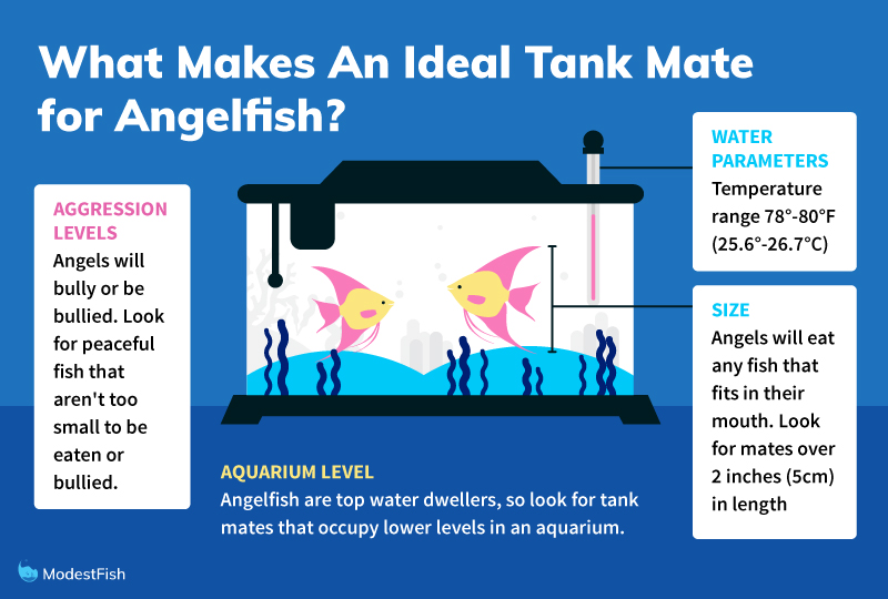 11 Best Tank Mates For Angelfish & How To Choose