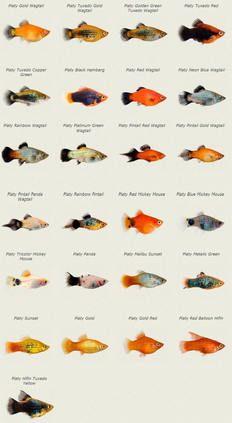 Platy Fish Types My Top Varieties, Patterns & Show Stoppers