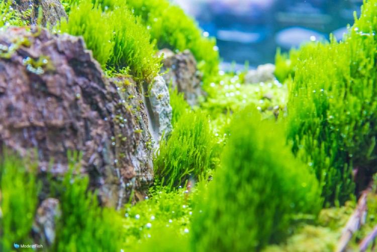 Flame Moss How To Plant, Care, Grow & Propagate In Aquarium
