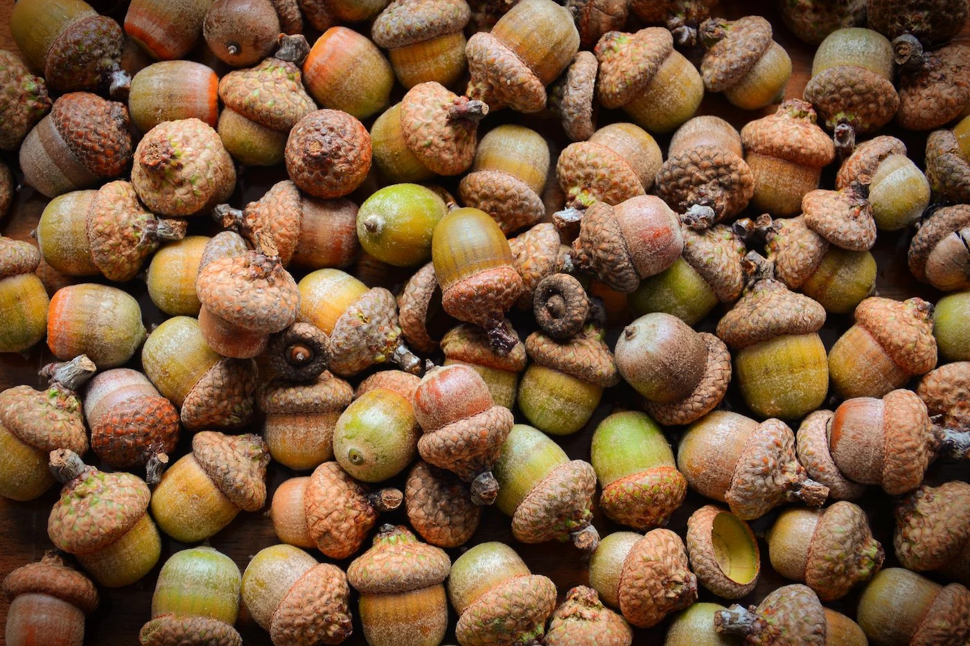 How to Dry Acorns for Crafts and Decor Mod Podge Rocks