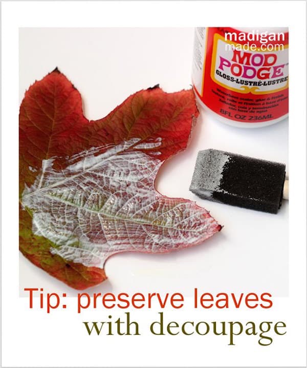How to Preserve Leaves with Mod Podge Mod Podge Rocks