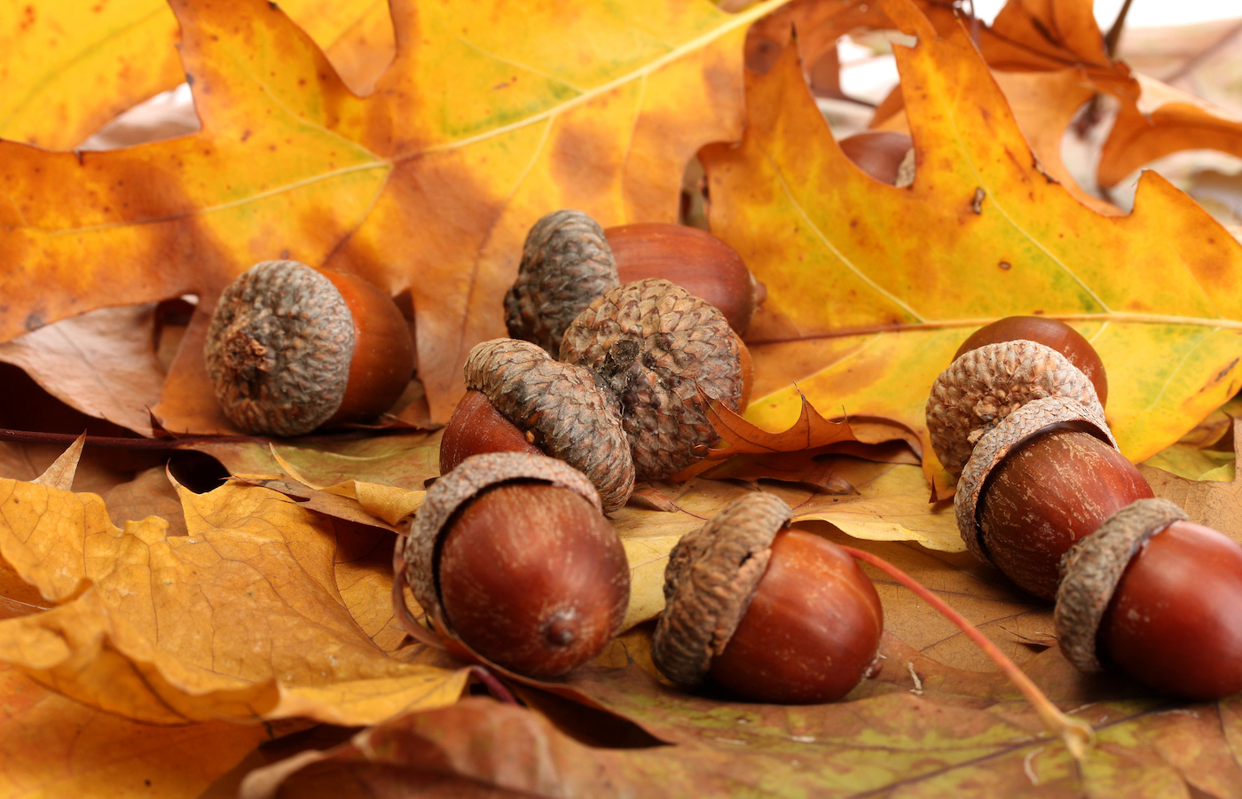 How to Dry Acorns for Crafts and Decor Mod Podge Rocks
