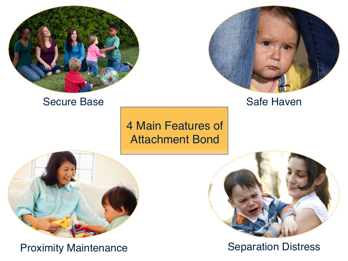 Features of Attachment Bond Institute for Learning and Brain Sciences