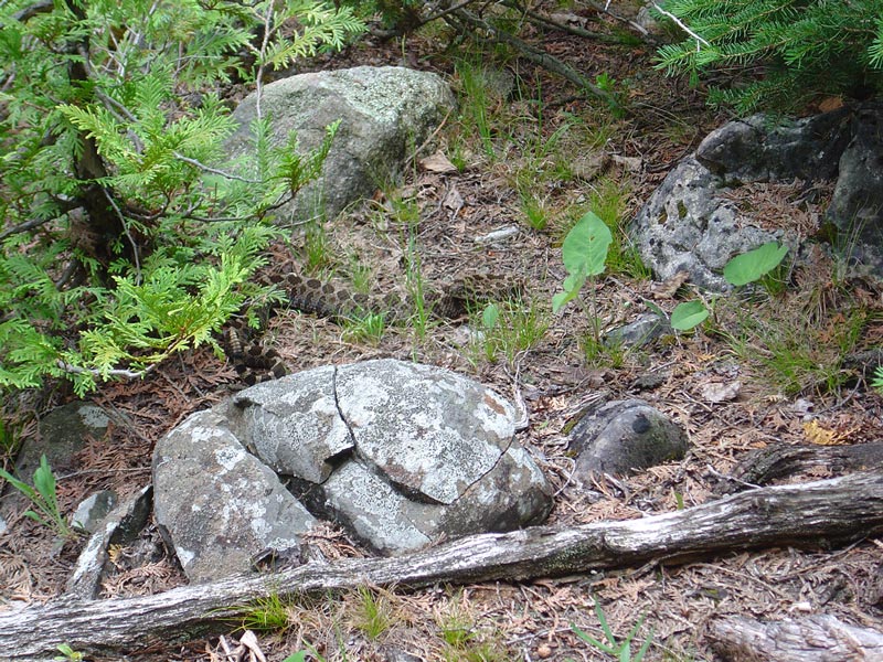 A picture of a Massasauga Rattlesnake on the Bruce Trail in Ontario