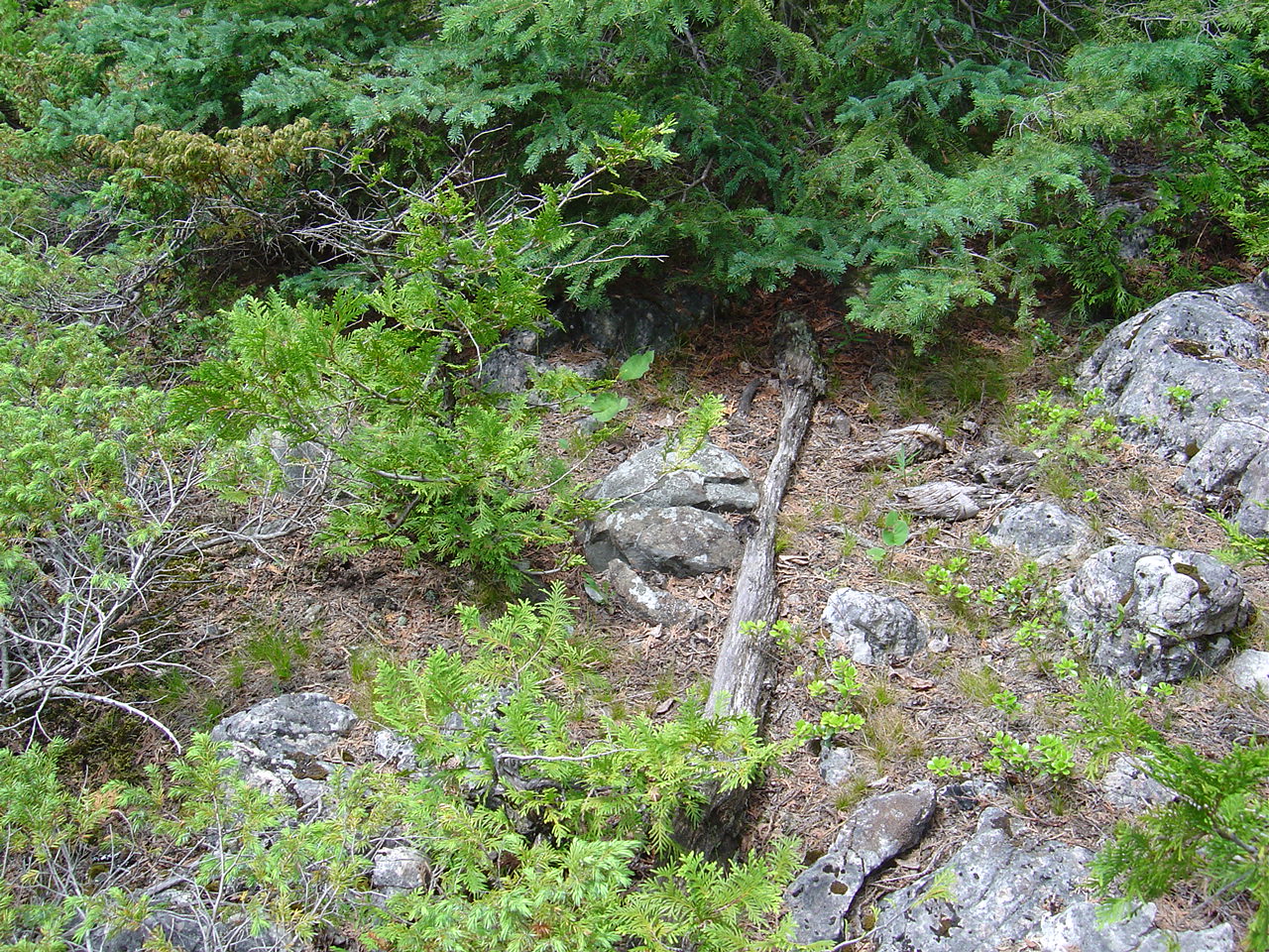A picture of a Massasauga Rattlesnake on the Bruce Trail in Ontario
