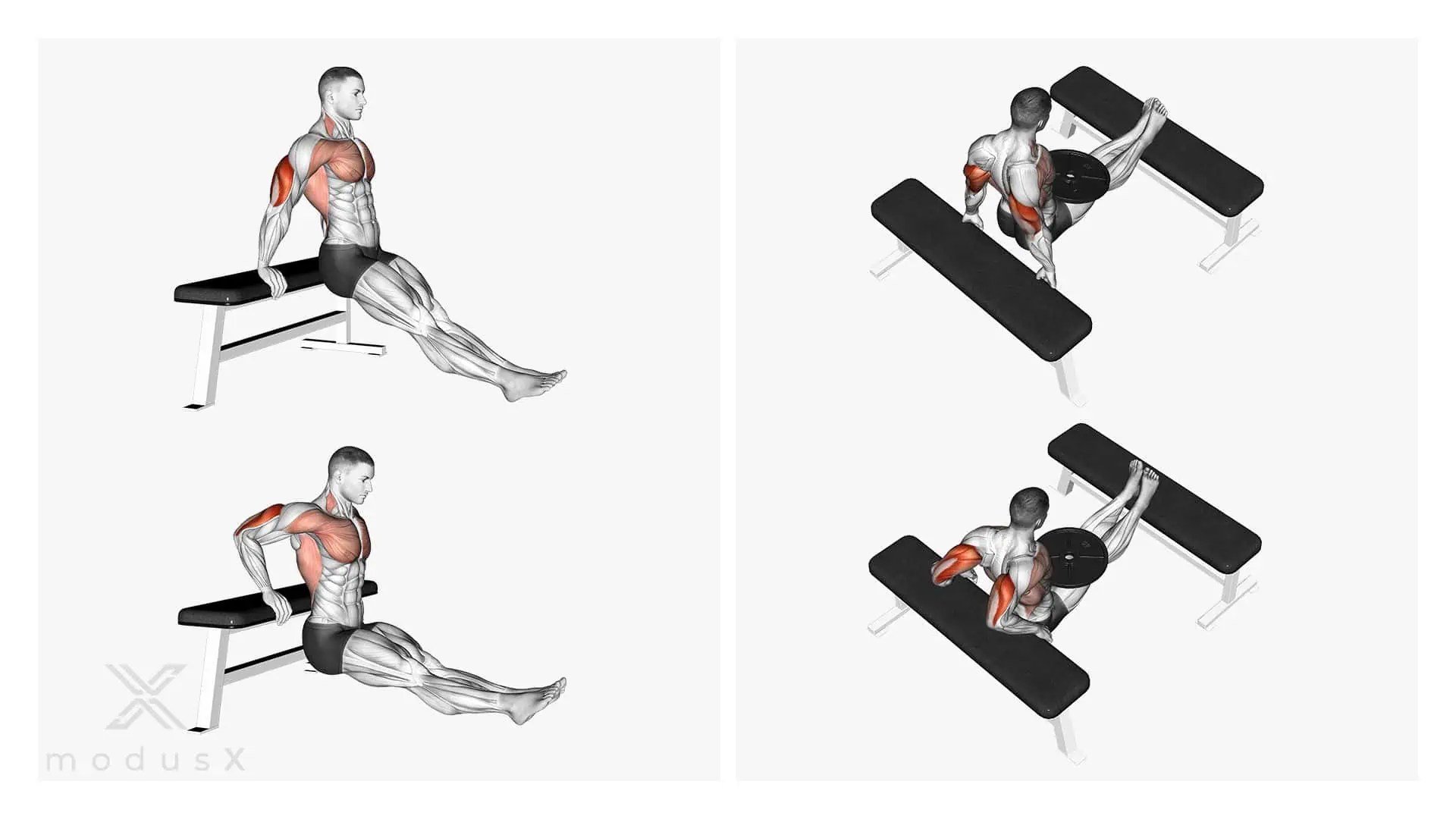 Arnold Dips an der Bank Ausführung und häufige Fehler modusX