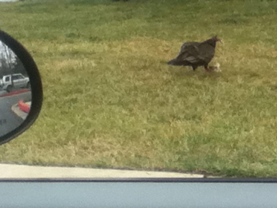 Turkey buzzard. Moe Lane