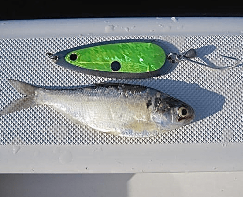 Top 20 Lake Texoma Striper Fishing Lures Freshwater Lures