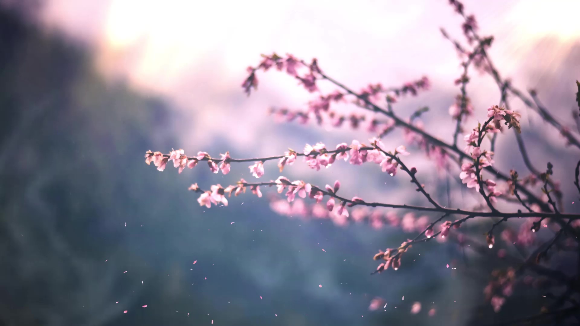 Sakura Tree Live Wallpaper MoeWalls